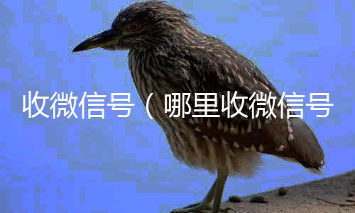 收微信号(哪里收微信号)